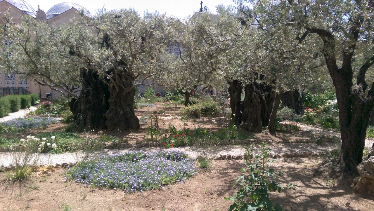 garden gethsemeny img 20160424 wa0012