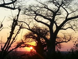 sunset tree branches zimimg 20150815 wa0002